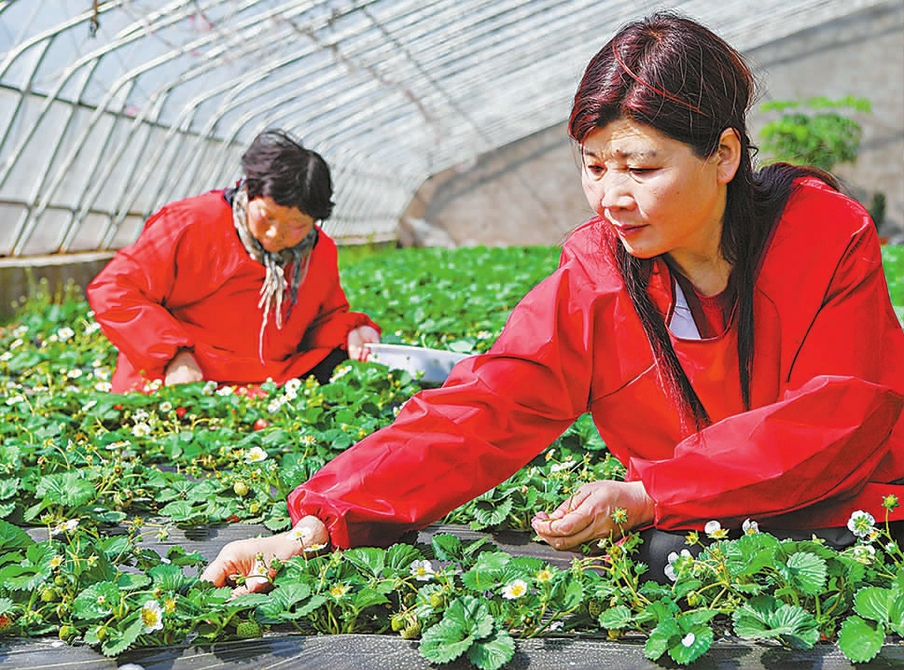 就业优先 释放新活力——进一步引导鼓励高校毕业生到基层工作