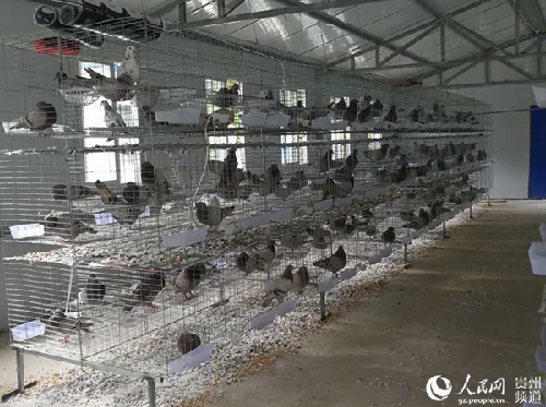 贵州惠水：为创业者的梦想插上一双翅膀