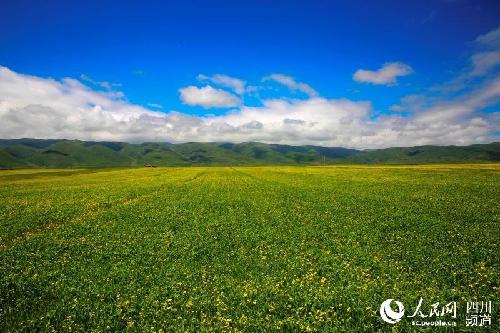藏族小伙返乡创业：我要让油菜花在7月开满阿坝
