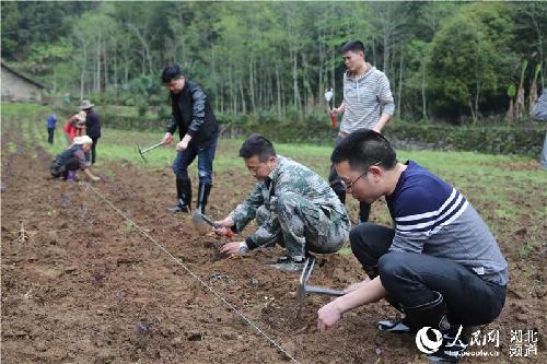 湖北鹤峰：大学生返乡创业流转土地500亩 以苗为媒实现民富村美