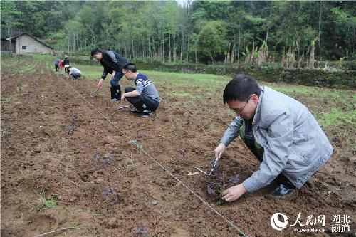 湖北鹤峰：大学生返乡创业流转土地500亩 以苗为媒实现民富村美