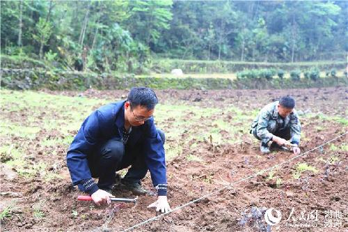 湖北鹤峰：大学生返乡创业流转土地500亩 以苗为媒实现民富村美