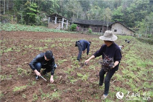 湖北鹤峰：大学生返乡创业流转土地500亩 以苗为媒实现民富村美