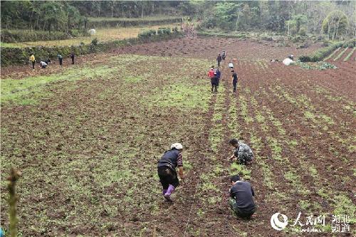 湖北鹤峰：大学生返乡创业流转土地500亩 以苗为媒实现民富村美