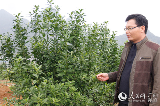 广西：头雁先飞众雁随 脱贫路上不掉队