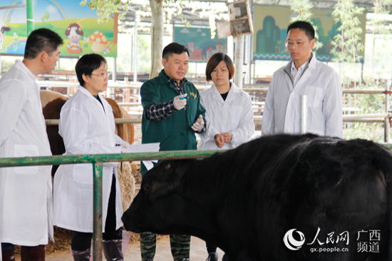 广西：头雁先飞众雁随 脱贫路上不掉队