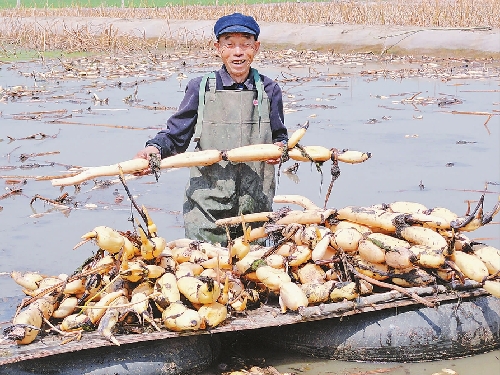 河南商水：于庄村莲藕连出贫困人员致富路