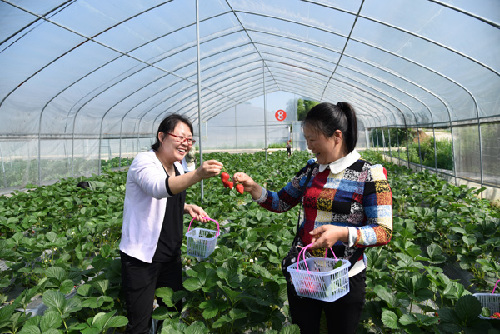 贵州凤冈：妇女创业种草莓 成熟采摘正当时