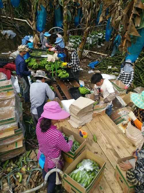 细雨轻风解暑忧 张满风帆待远航——云南省河口县就业工作纪实