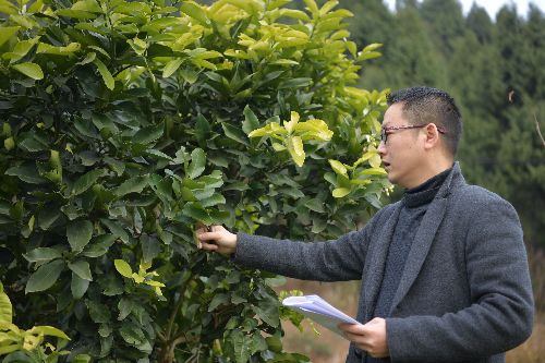 四川阆中：第一书记魏纲的三把火