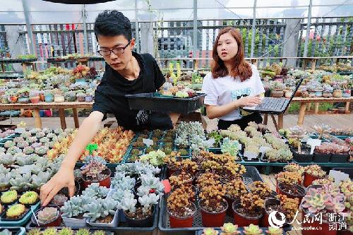 浙江衢州柯城：回乡创业种多肉 90后青年梦想启航