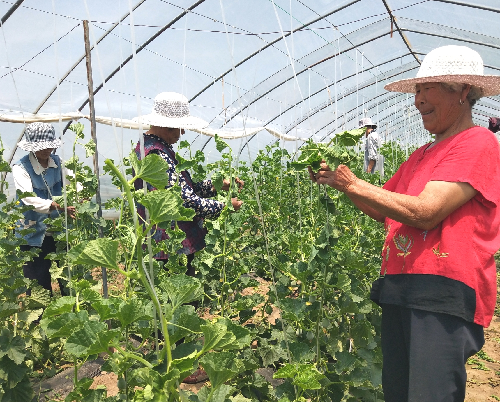 山东郯城：返乡创业两兴旺村内老人跟“沾光”