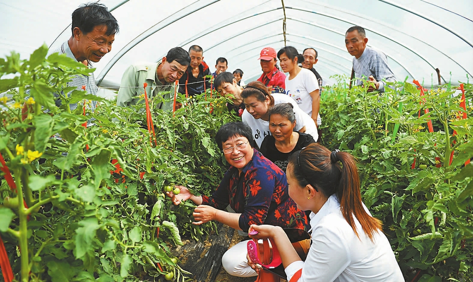 安徽临泉：“田间课堂”传技能