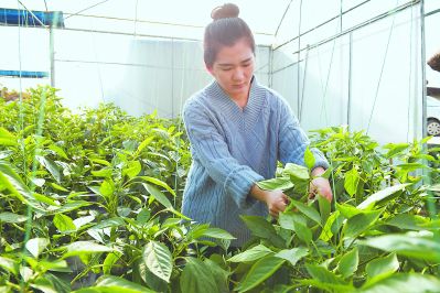 福建漳州：越来越多80、90后“城归”返乡创业