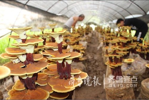 90后学生在青岛创业种灵芝 打造灵芝盆景基地