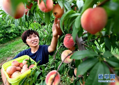 河北唐山：返乡创业大学生果园里放飞梦想