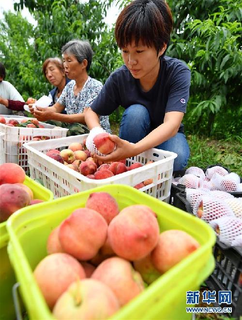 河北唐山：返乡创业大学生果园里放飞梦想