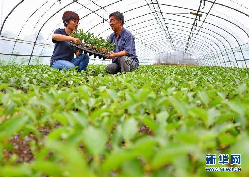 河北唐山：返乡创业大学生果园里放飞梦想