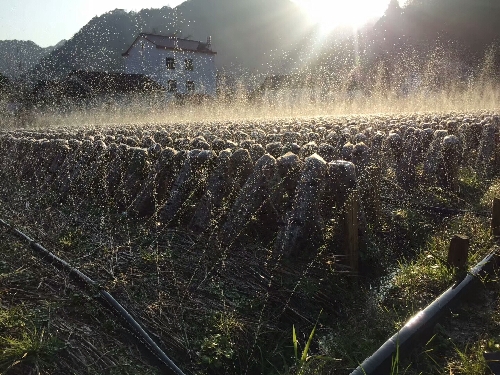 张方：黑木耳里“种”出脱贫路
