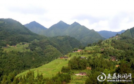 湖南：新化深山里的茶园 259户贫困户创业脱贫的“主战场”
