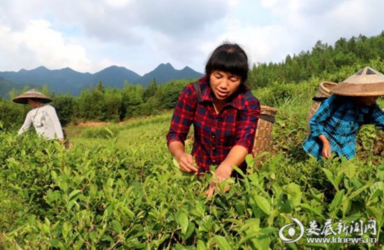 湖南：新化深山里的茶园 259户贫困户创业脱贫的“主战场”