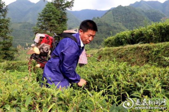 湖南：新化深山里的茶园 259户贫困户创业脱贫的“主战场”