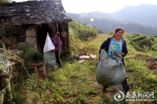 湖南：新化深山里的茶园 259户贫困户创业脱贫的“主战场”