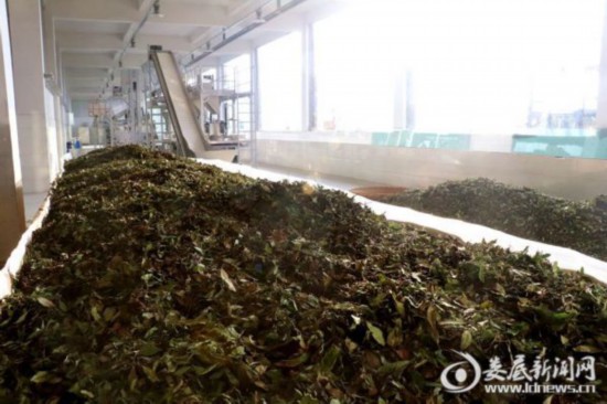 湖南：新化深山里的茶园 259户贫困户创业脱贫的“主战场”