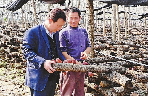 查看食用菌长势