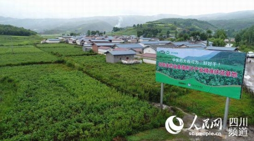 布拖县附子产业精准扶贫基地。