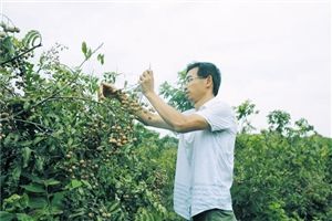 今年，王志均种植的龙眼迎来丰收。(永兴电商扶贫中心供图)